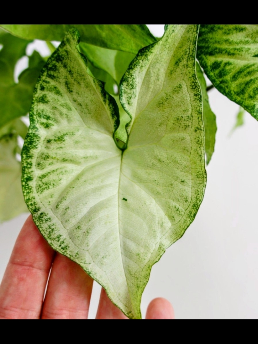 Live Syngonium "White Butterfly" Arrowhead Plant (Buy 1 Get 1 Mystery Plant)